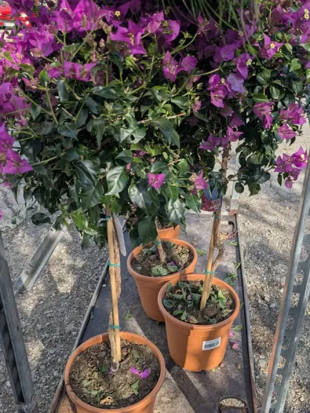 BOUGAINVILLIER-SUR-TIGE 59€ BOUGAINVILLIER-SUR-TIGE 59€