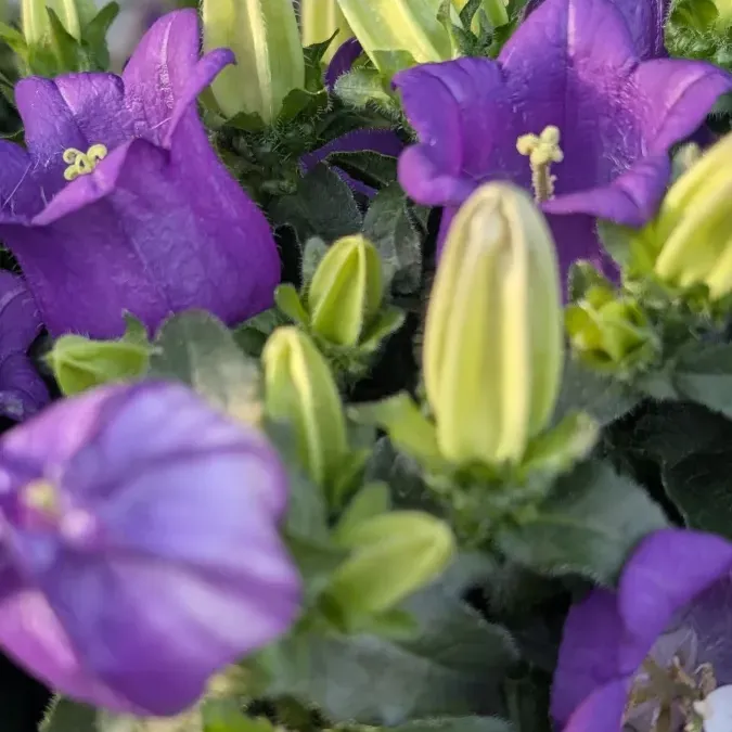 CAMPANULE-APPEAL 6€50 CAMPANULE-APPEAL 6€50