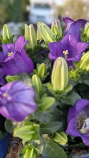 CAMPANULE-APPEAL  6€50