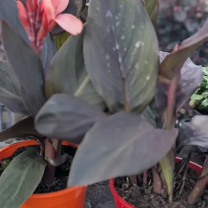 CANNA-ROUGE 16€ CANNA-ROUGE 16€