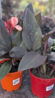 CANNA-ROUGE  16€