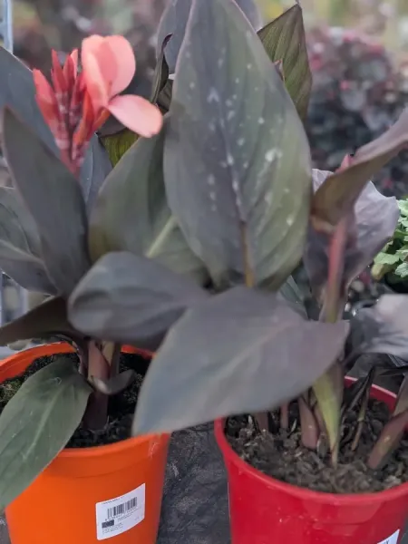 CANNA-ROUGE 16€ CANNA-ROUGE 16€