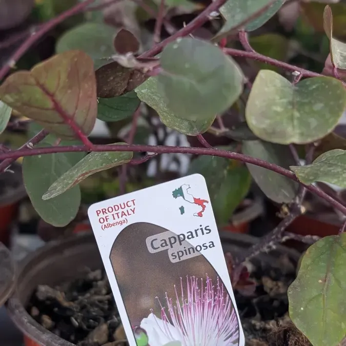 CAPPARIS-SPINOSA - Capre CAPPARIS-SPINOSA - Capre