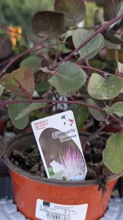 CAPPARIS-SPINOSA  -  Capre