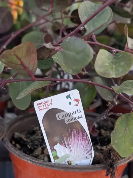 CAPPARIS-SPINOSA - Capre CAPPARIS-SPINOSA - Capre