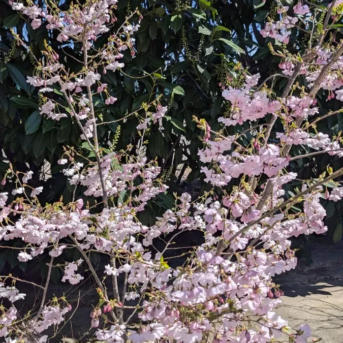 CERISIER-A-FLEUR-ACOLADE - en cépet - 29€ CERISIER-A-FLEUR-ACOLADE - en cépet - 29€