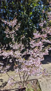 CERISIER-A-FLEUR-ACOLADE - en cépet - 29€