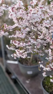 CERISIER-A-FLEUR-KO-JO-MAI  39€ / 59€ selon taille