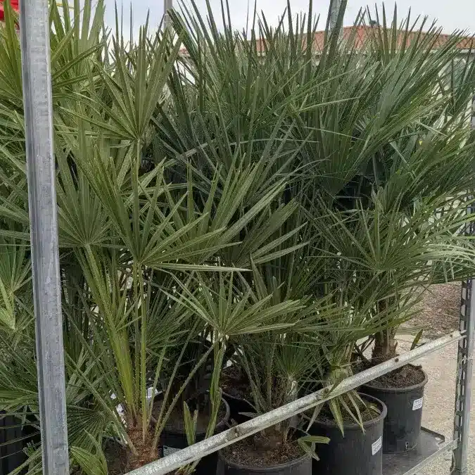 CHAMEAROPS-HUMILIS x1=45€ et x2 et plus 35€ l'unité CHAMEAROPS-HUMILIS x1=45€ et x2 et plus 35€ l'unité