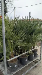 CHAMEAROPS-HUMILIS x1=45€ et x2 et plus 35€ l'unité