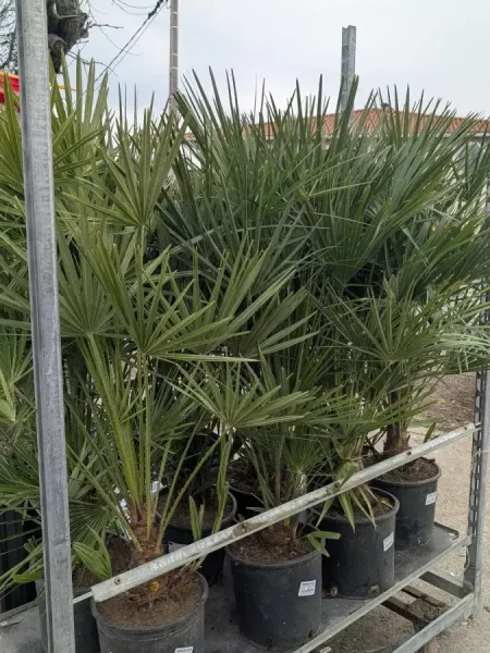 CHAMEAROPS-HUMILIS x1=45€ et x2 et plus 35€ l'unité CHAMEAROPS-HUMILIS x1=45€ et x2 et plus 35€ l'unité