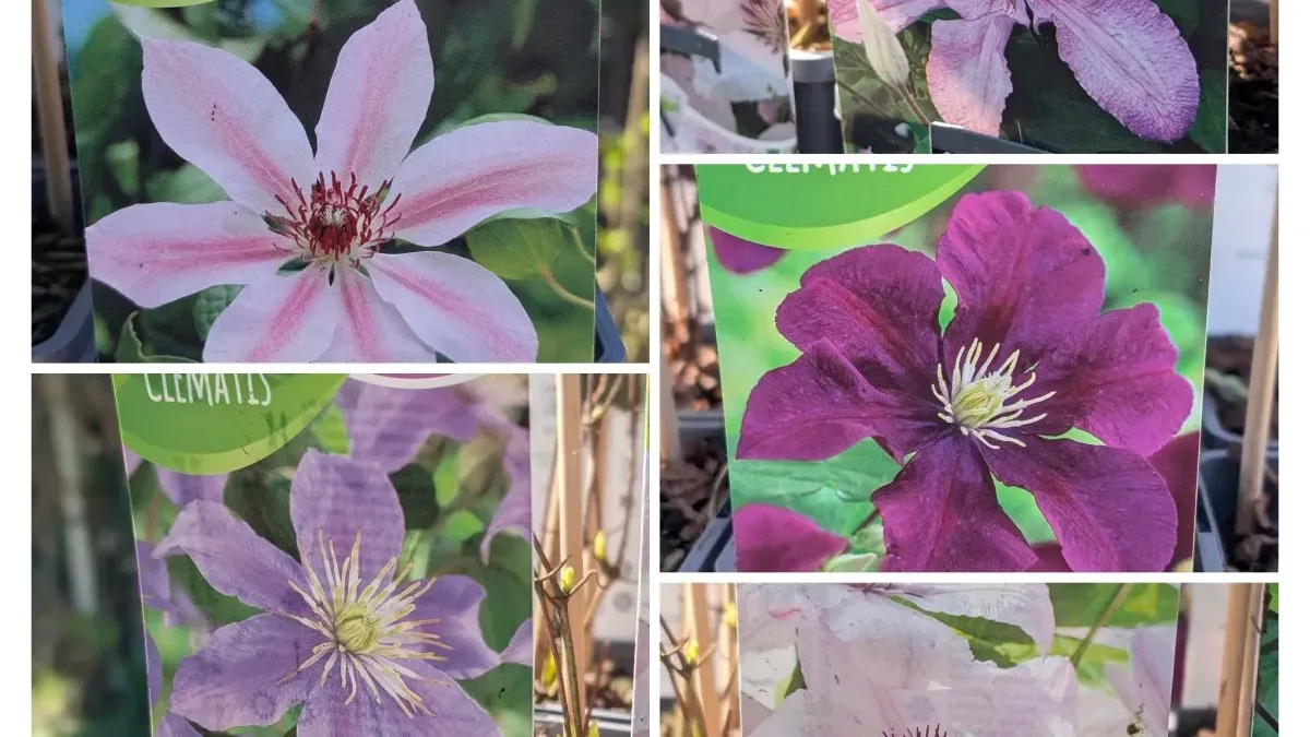 CLEMATITE-12€50 CLEMATITE-12€50