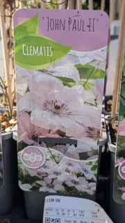 CLEMATITE-12€50