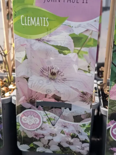 CLEMATITE-12€50 CLEMATITE-12€50