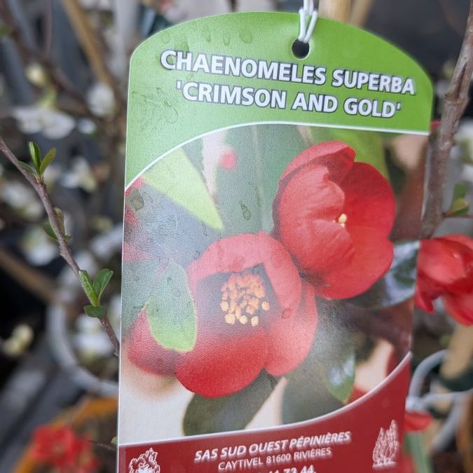 COGNASSIER-DU-JAPON- 14€ COGNASSIER-DU-JAPON- 14€