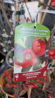 COGNASSIER-DU-JAPON- 14€