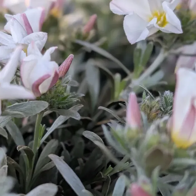 CONVOLVULUS 6€50 CONVOLVULUS 6€50