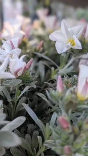 CONVOLVULUS 6€50