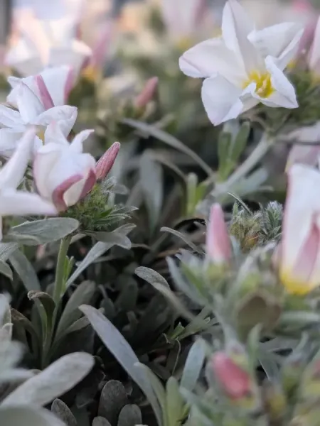 CONVOLVULUS 6€50 CONVOLVULUS 6€50