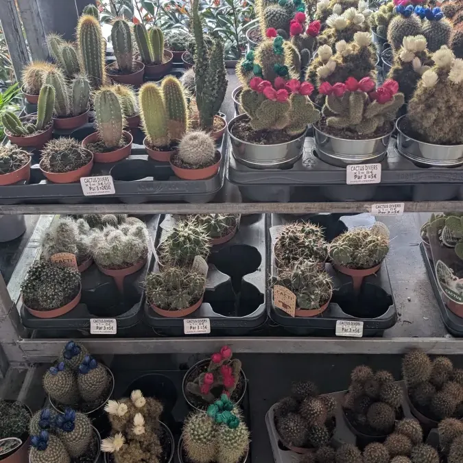 DIVERS-CACTUS-DESTOCKAGE a partir de 2€50 DIVERS-CACTUS-DESTOCKAGE a partir de 2€50
