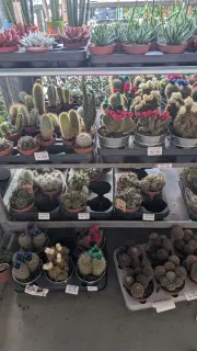 DIVERS-CACTUS-DESTOCKAGE a partir de 2€50