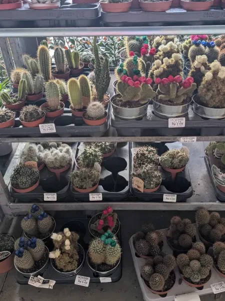 DIVERS-CACTUS-DESTOCKAGE a partir de 2€50 DIVERS-CACTUS-DESTOCKAGE a partir de 2€50