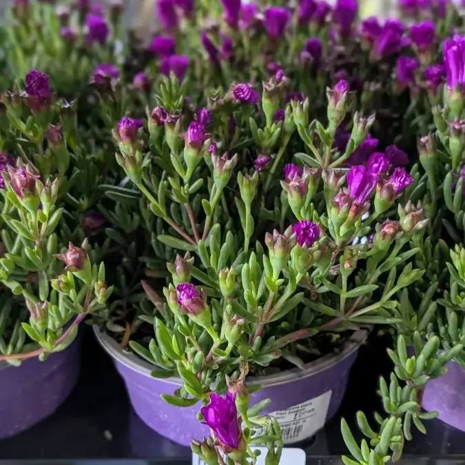 FICOIDE-VIOLET 6€50 FICOIDE-VIOLET 6€50