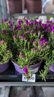 FICOIDE-VIOLET  6€50