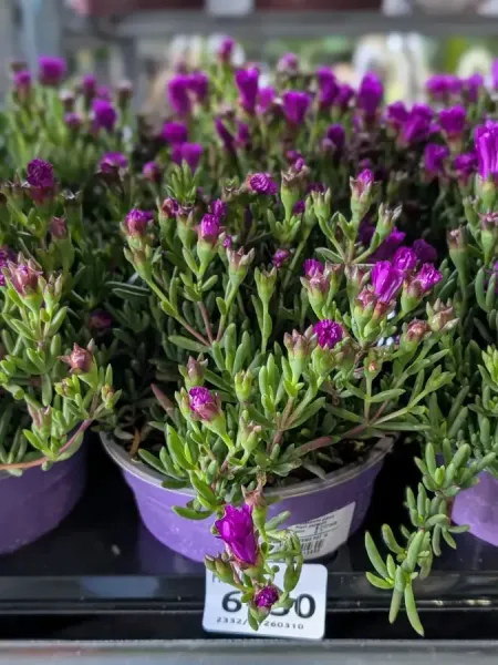 FICOIDE-VIOLET 6€50 FICOIDE-VIOLET 6€50