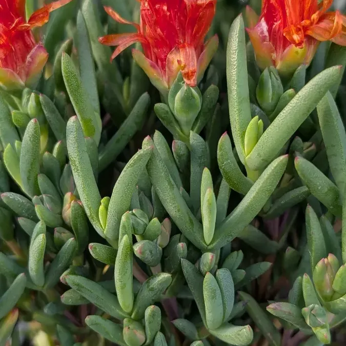 FICOIDE ORANGE 6€50 FICOIDE ORANGE 6€50