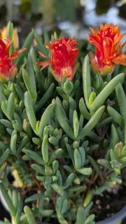 FICOIDE ORANGE 6€50