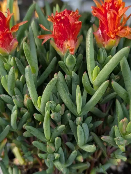 FICOIDE ORANGE 6€50 FICOIDE ORANGE 6€50