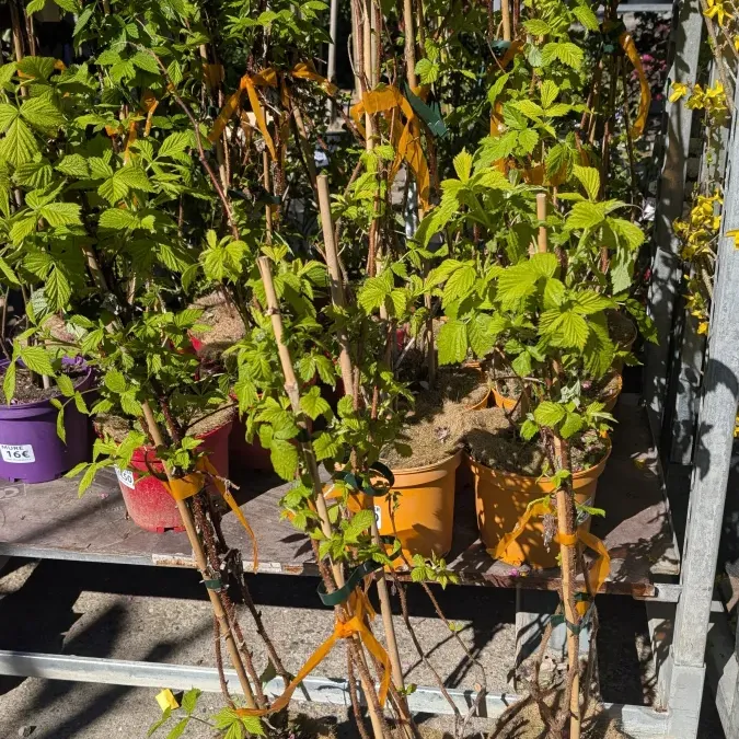 FRAMBOISIER 12€50 FRAMBOISIER 12€50