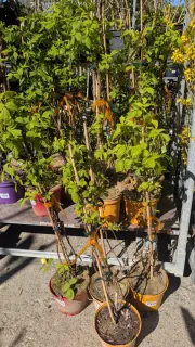 FRAMBOISIER 12€50