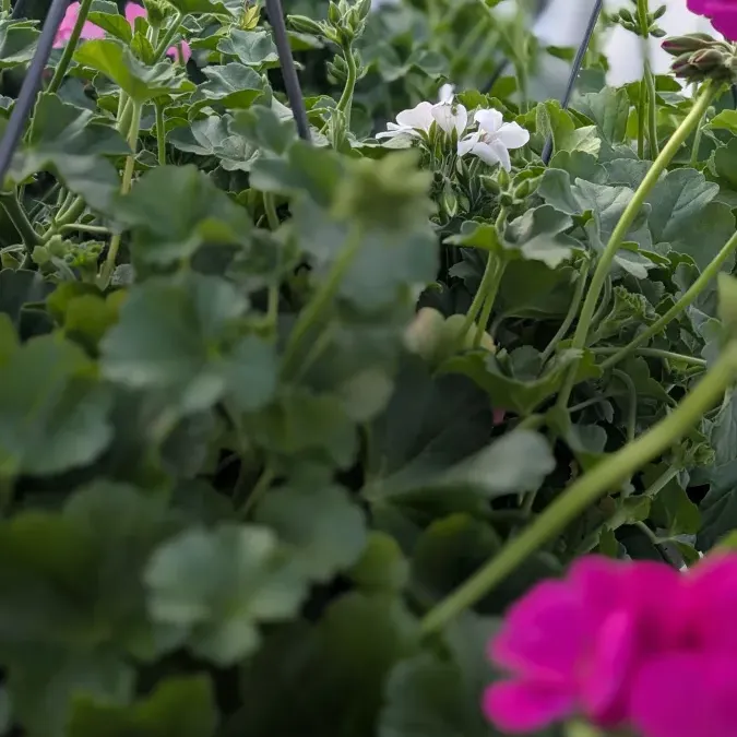 GERANIUM-SUSPENSION- 19€90 GERANIUM-SUSPENSION- 19€90