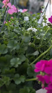 GERANIUM-SUSPENSION- 19€90