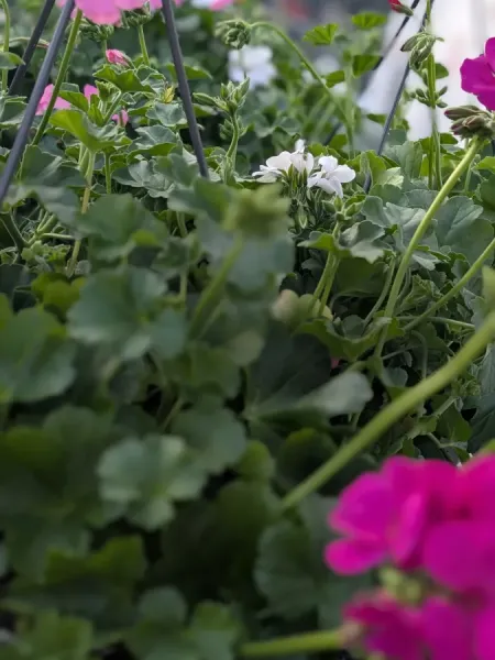 GERANIUM-SUSPENSION- 19€90 GERANIUM-SUSPENSION- 19€90