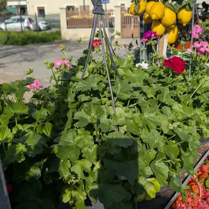 GERANIUM-SUSPENSION 19€90 GERANIUM-SUSPENSION 19€90