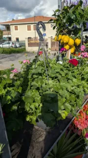 GERANIUM-SUSPENSION 19€90