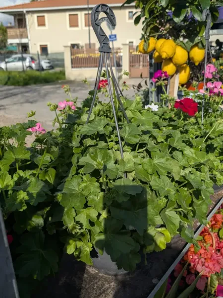 GERANIUM-SUSPENSION 19€90 GERANIUM-SUSPENSION 19€90