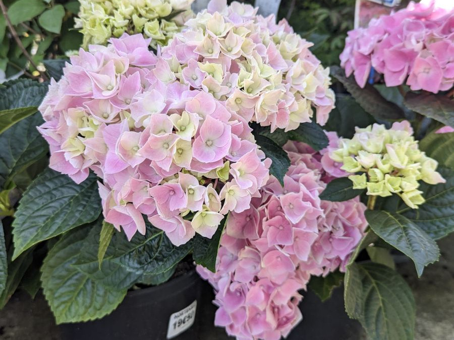 HORTENTIA-ROSE 14E50 HORTENTIA-ROSE 14E50