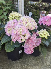 HORTENTIA-ROSE   14E50