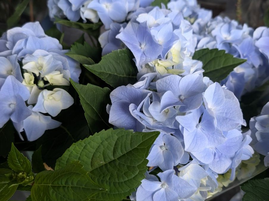 HORTENTIA BLEU 14€50 HORTENTIA BLEU 14€50