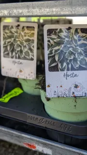 HOSTA-TWILIGHT16€