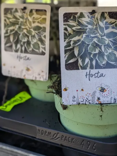 HOSTA-TWILIGHT16€ HOSTA-TWILIGHT16€