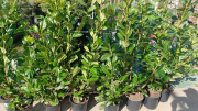 LAURINE PALM  à partir de 9€90/19€90/25€/29€