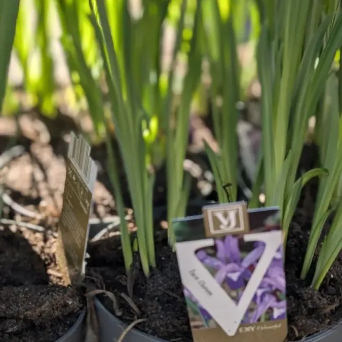 IRIS 9€50 IRIS 9€50