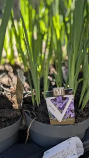 IRIS  9€50