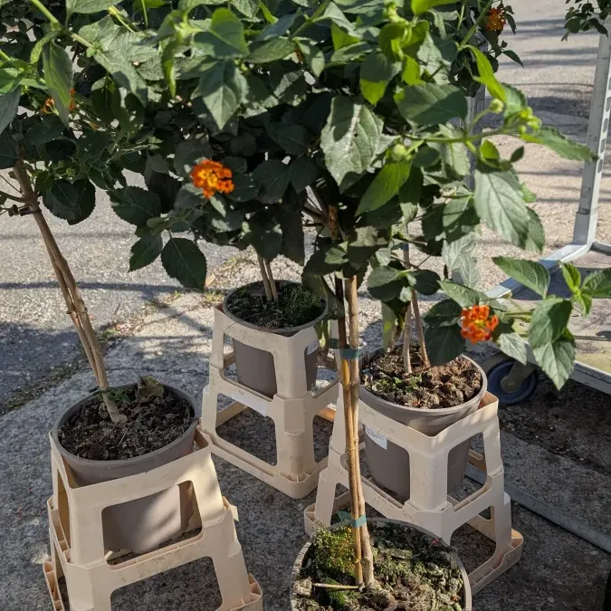 LANTANA-SUR-TIGE 29€ LANTANA-SUR-TIGE 29€