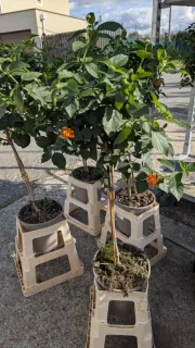 LANTANA-SUR-TIGE 29€